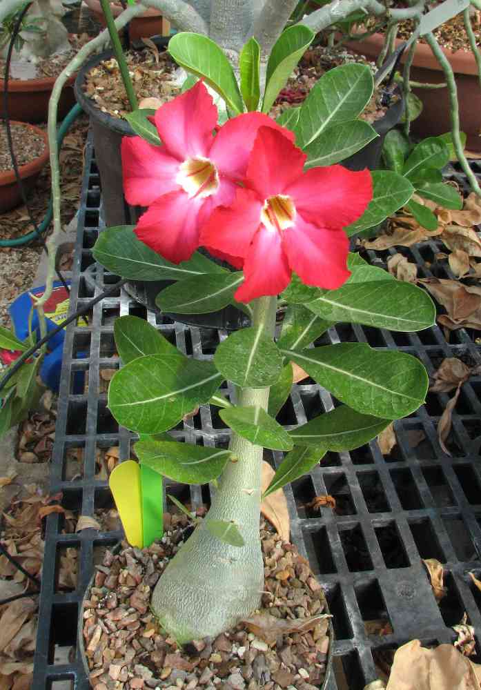 Impala lily,Mock azalea,kudu,jabi star